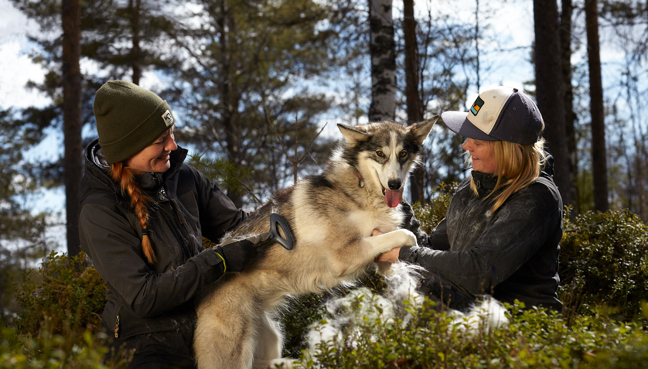 dog handler, farmhand, kennel help, lapland, sweden, husky, huskies, sled dog, workaway 